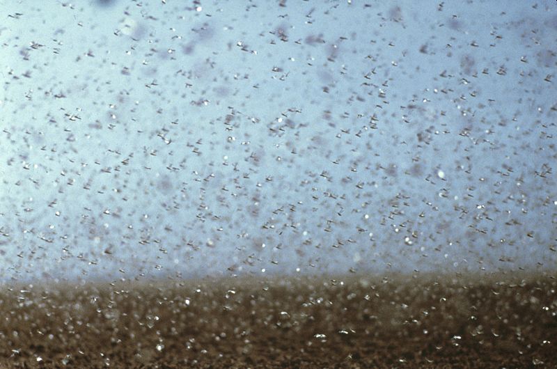 Eine biblische Plage: Wüstenheuschrecken können in Kürze ganze Landstriche verwüsten, hier ein Bild aus Australien.