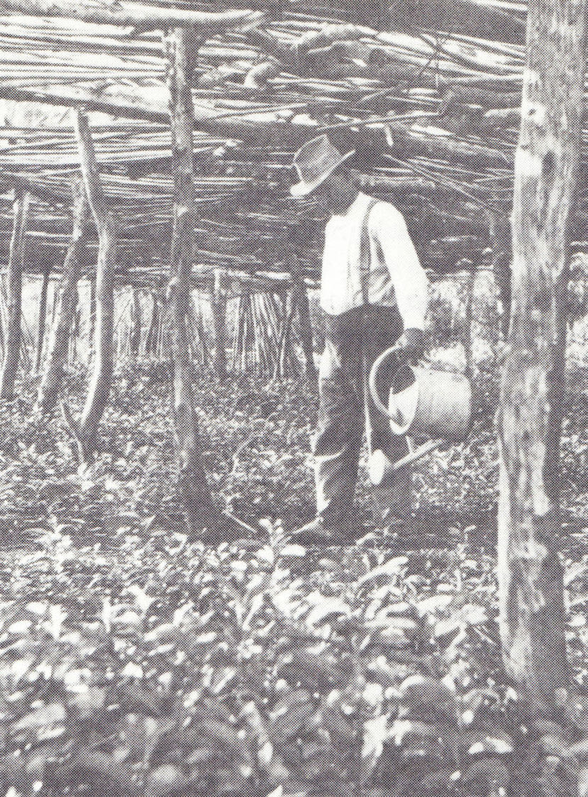 Johann Christian Theler 1924 beim Giessen der jungen Yerba-Pflanzen.