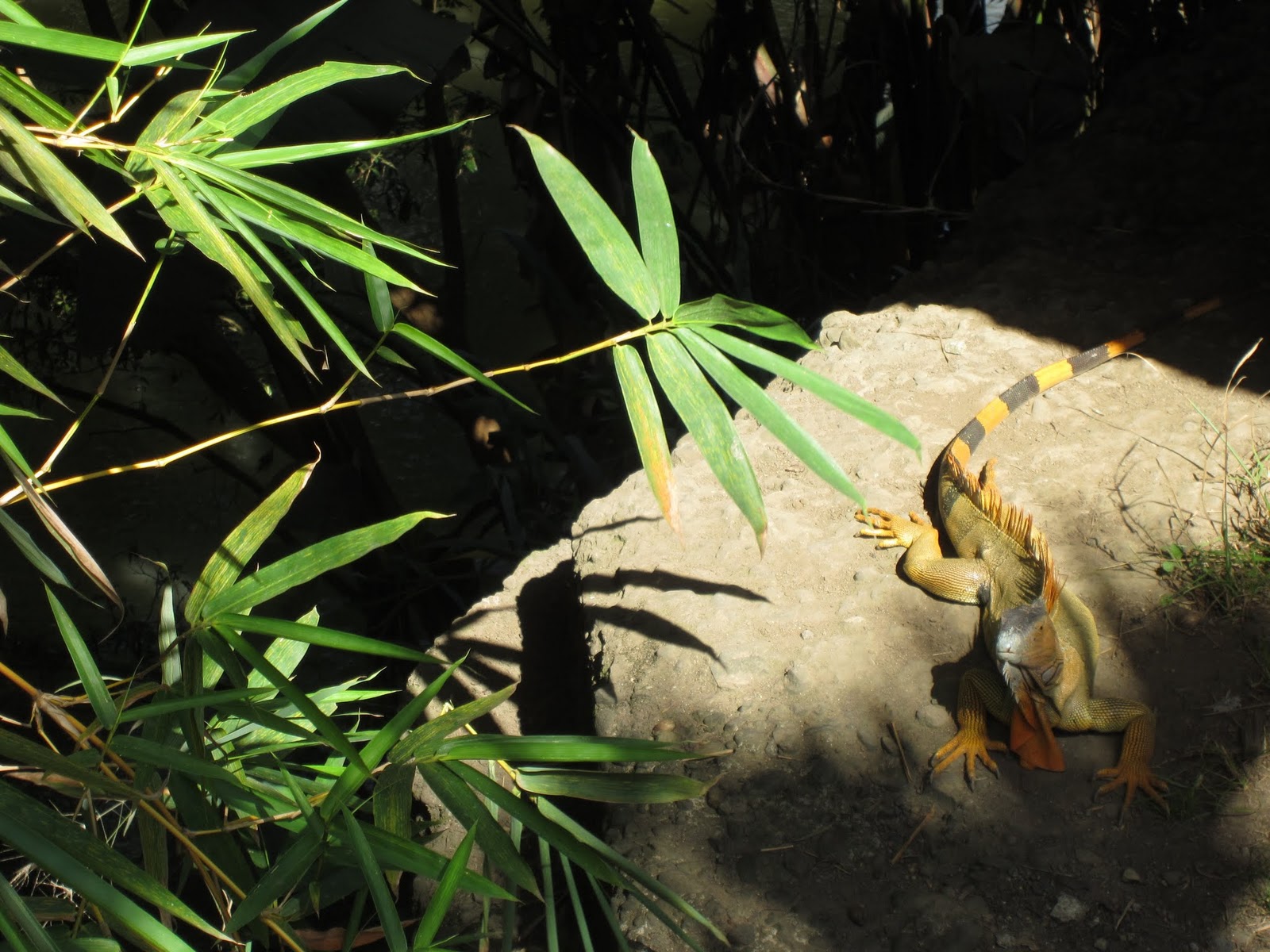 Ein Leguan in seinem natürlichen Habitat.