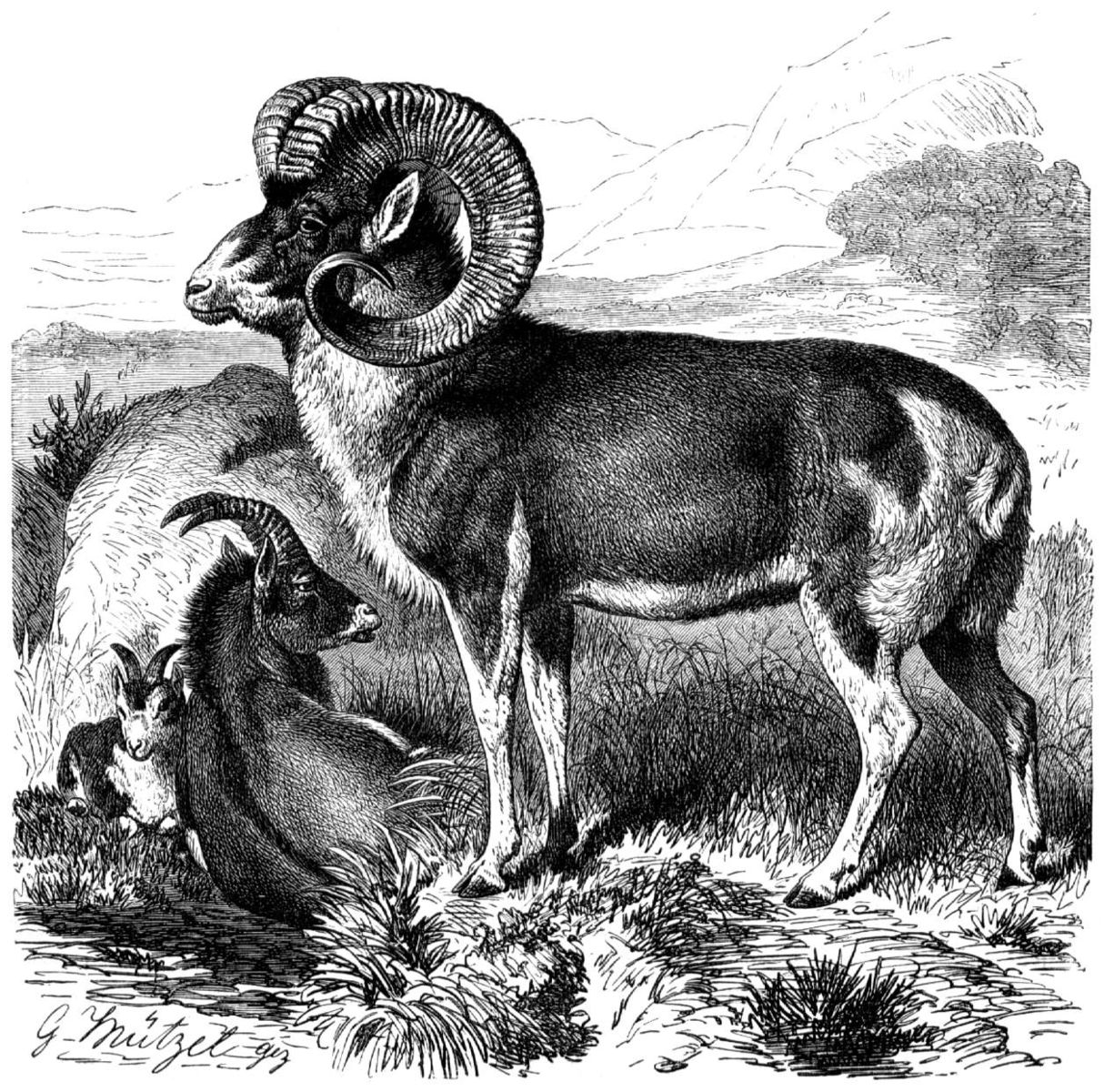 Das Riesenwildschaf (Marco-Polo-Argalis).